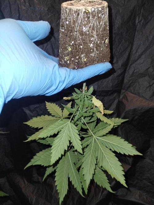 Haze fighter x Pineapple Cough F1 (no.1). Week 4 - Root growth