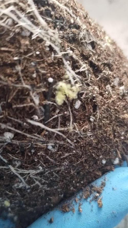 Haze fighter x Pineapple Cough F1 (no.1)