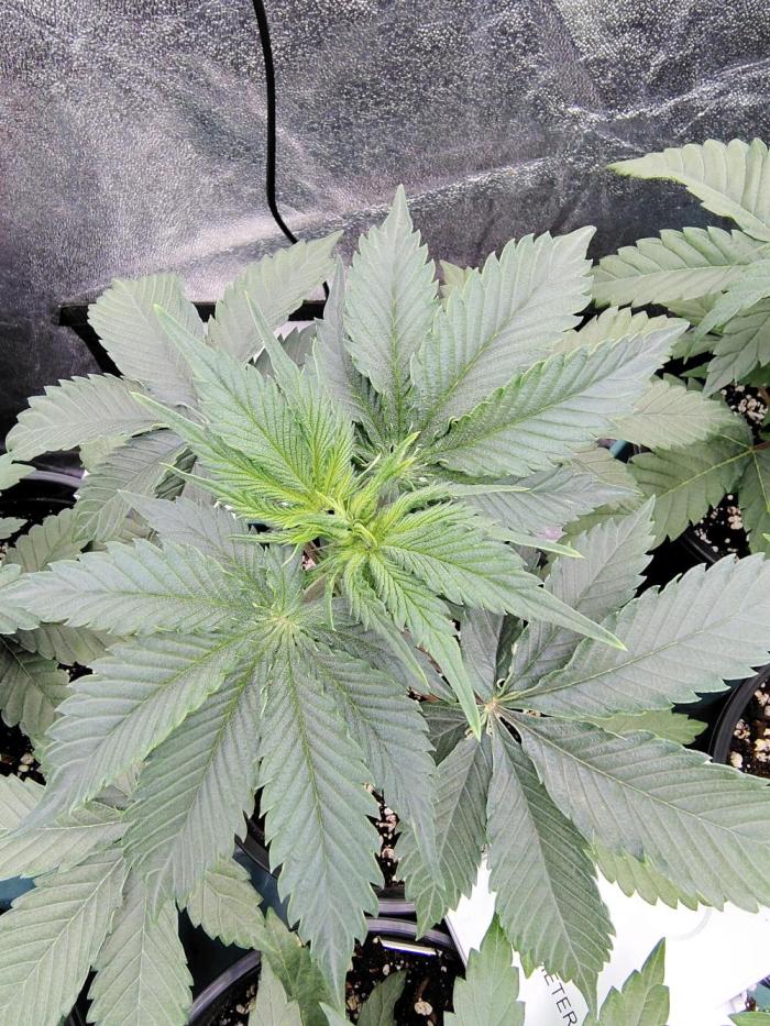 Z-Dawg  (plant no.1). Week 5 - Steady growth 