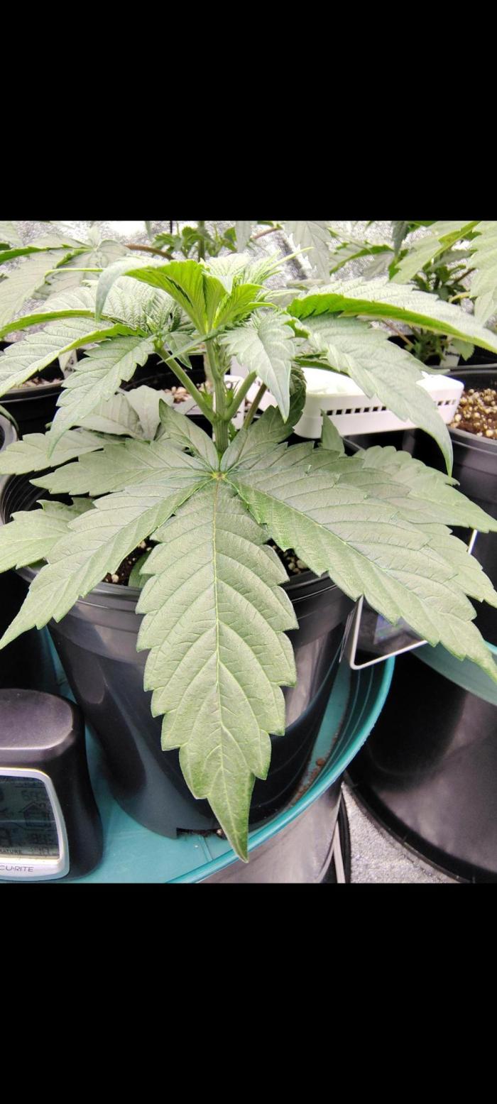 OGDLUX BX3 (Plant no.2). Week 4