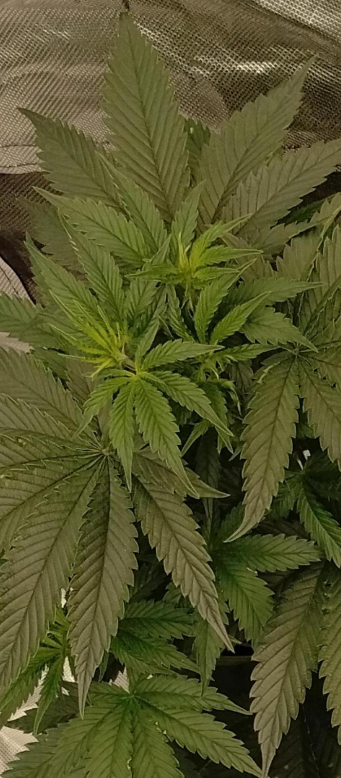 OGDLUX BX3 (Plant no.1). Week 5 - Steady growth at upper canopy 