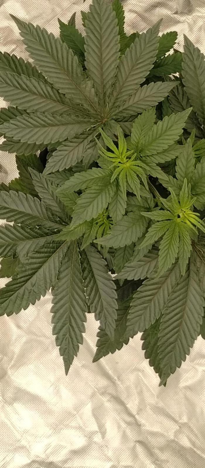 OGDLUX BX3 (Plant no.2). Week 5 - Steady growth 