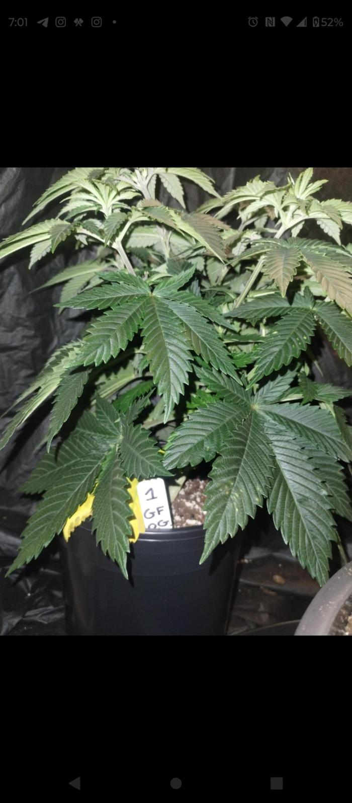 Godfather OG (Plant no.1). Week 5 - Steady growth 