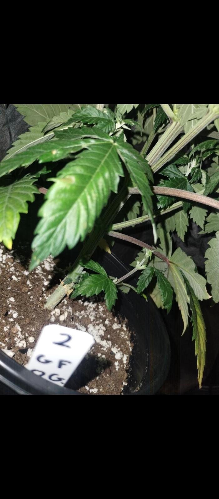 Godfather OG (Plant no.2) - Fem photo. Week 5 - Plant has now shown sex