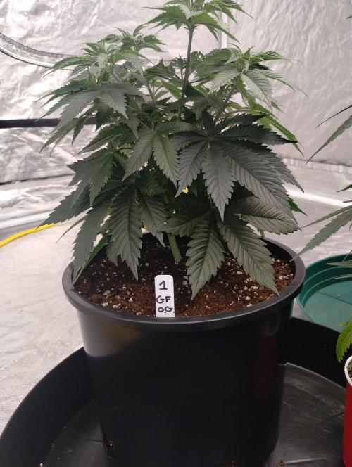 Godfather OG (Plant no.1). Week 6 - No issues , transplanted into 3 gallon pot 