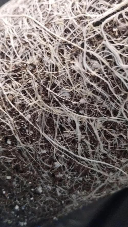 Godfather OG (Plant no.1)