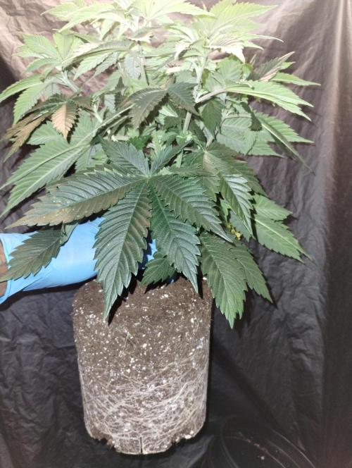 Godfather OG (Plant no.1). Week 6 - Root growth 