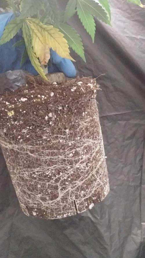 Godfather OG (Plant no.2) - Fem photo