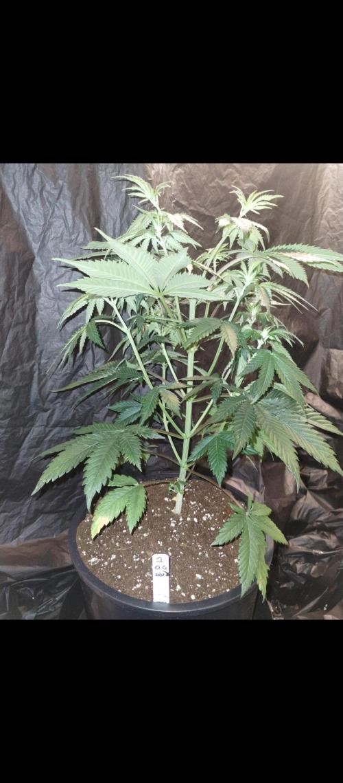 OGDLUX BX3 (Plant no.1). Week 6 - Transplanted 