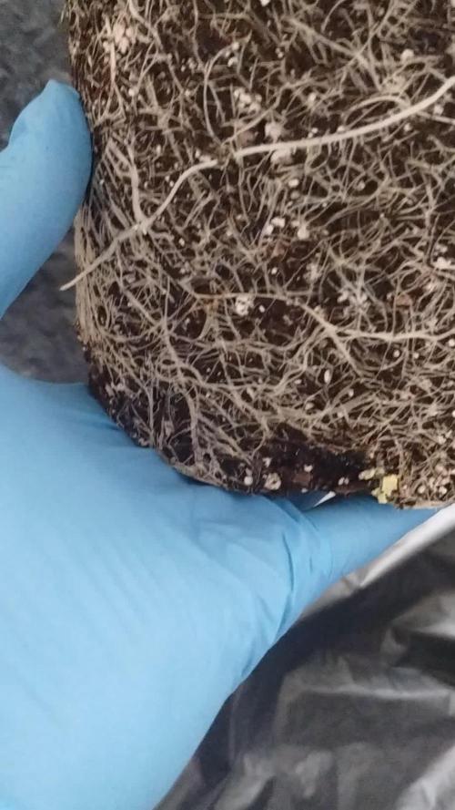 OGDLUX BX3 (Plant no.1)