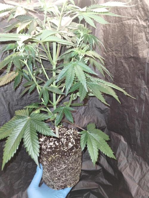 OGDLUX BX3 (Plant no.1). Week 6 - No issues 