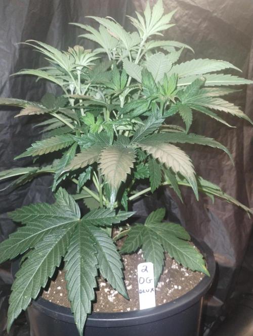 OGDLUX BX3 (Plant no.2). Week 6 - No issues 