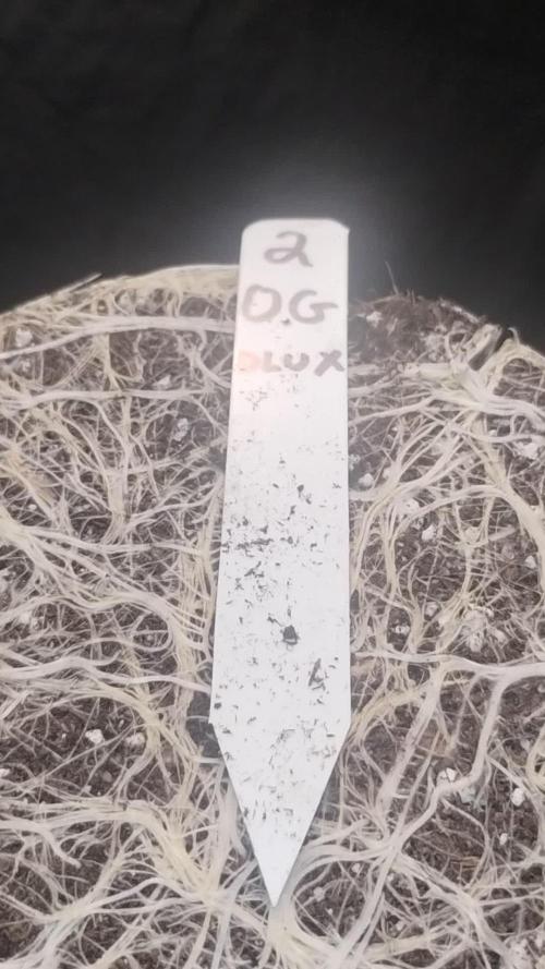 OGDLUX BX3 (Plant no.2)