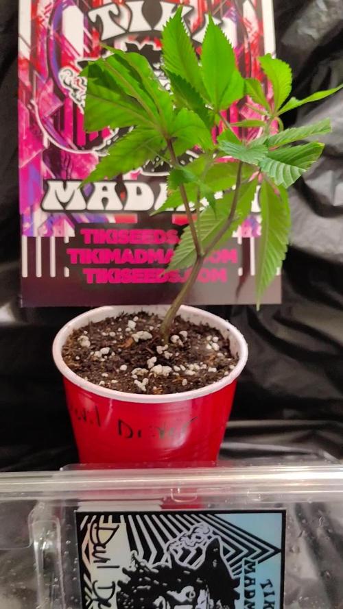 Tiki cut becomes mother plant