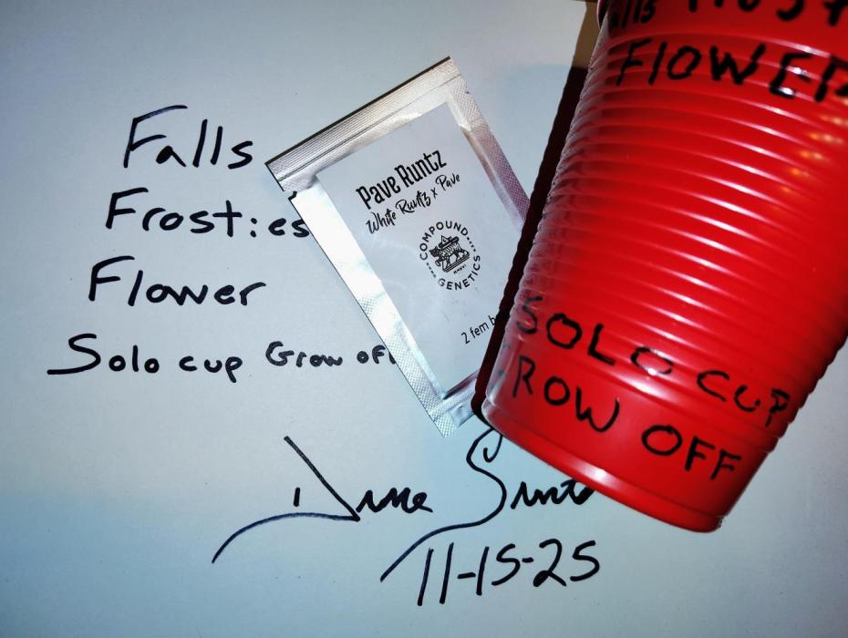Discord group Grow off. Week 0 - Discord group (Breed the seed) presents the Falls Frostiest Flower solo cup grow
