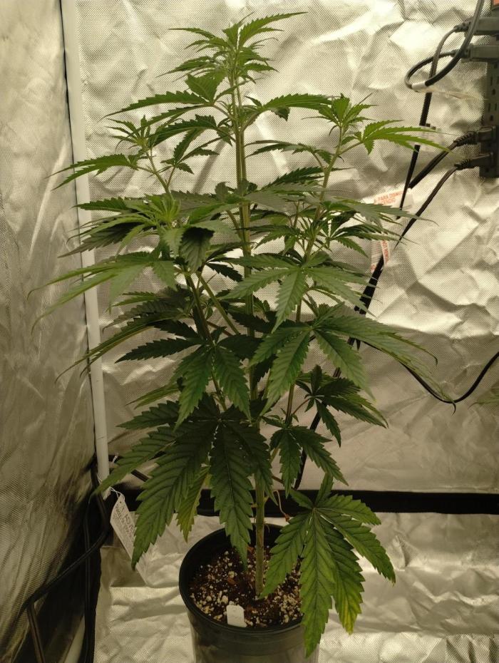 Z-Dawg  (plant no.1). Week 6 - Plant has now been identified as a male. Relocated to male tent. 