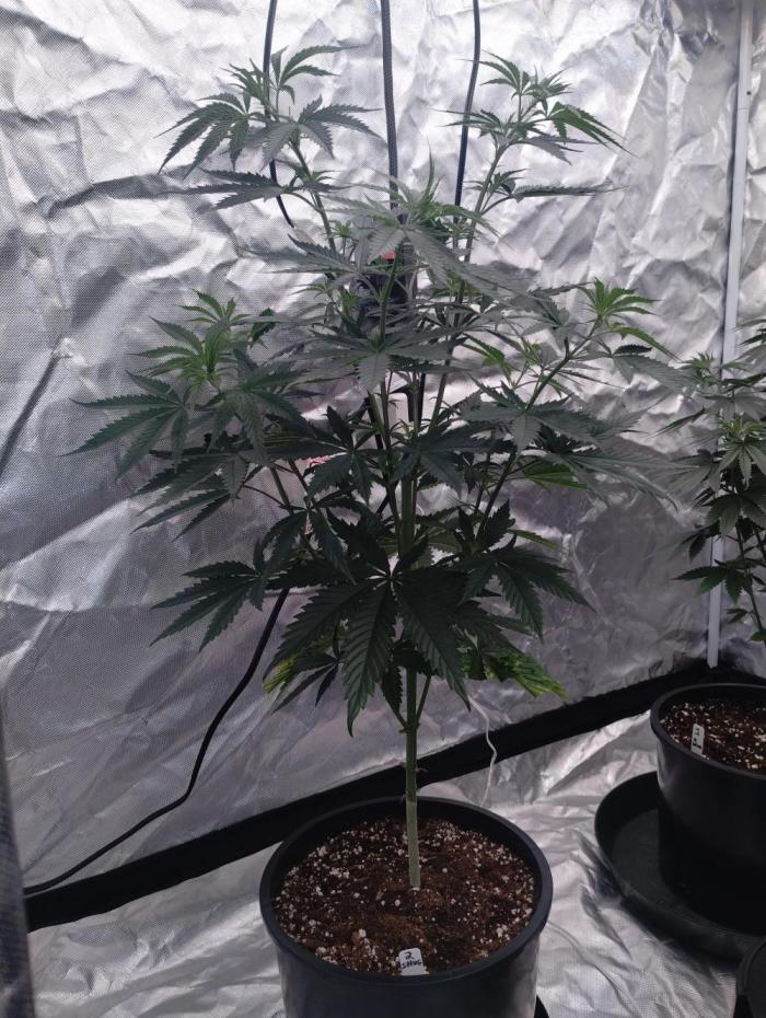 SHUG (Plant no. 2). Week 7 - Relocated to male tent. Still the biggest male of current crop. Highest vigor.