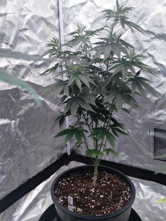Z-Dawg  (plant no.1). Week 7 - Relocated to male tent, he will be used to create Z dawg f1 seeds