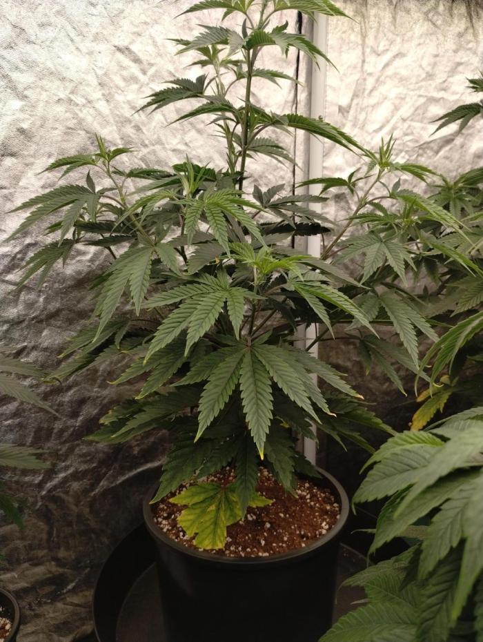 Z-dawg (plant no.5). Week 7 - No issues 