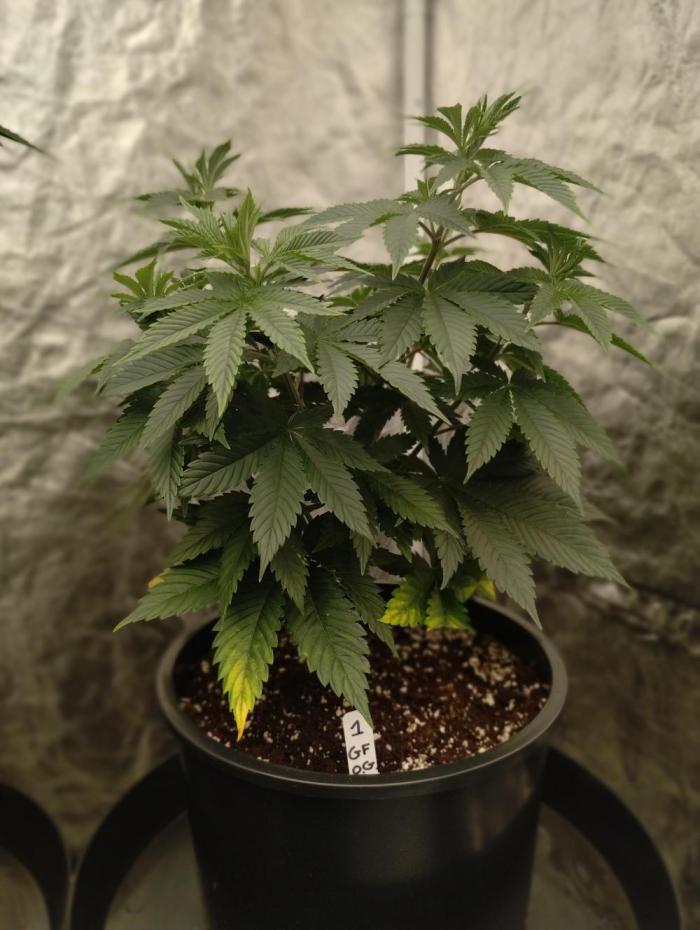 Godfather OG (Plant no.1). Week 7 - No issues 
