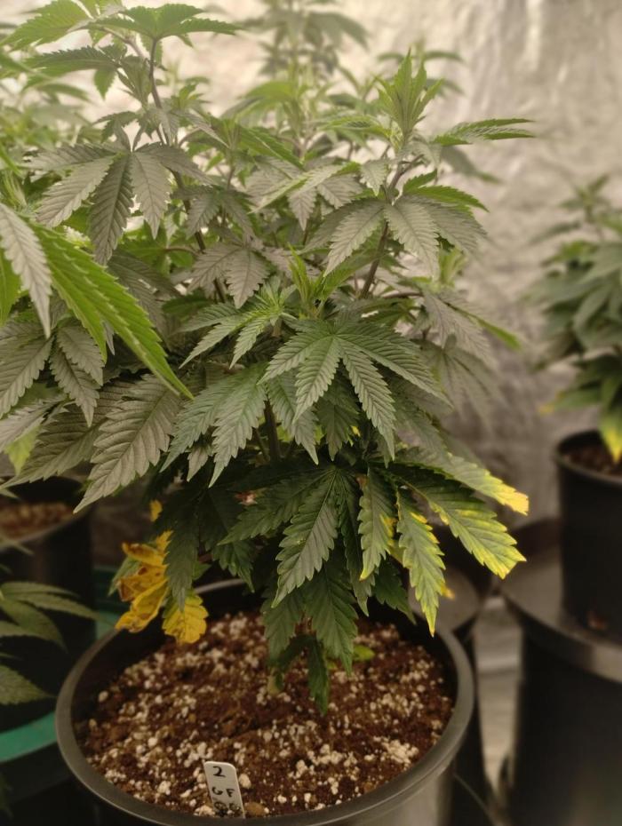 Godfather OG (Plant no.2) - Fem photo. Week 7 - No issues 