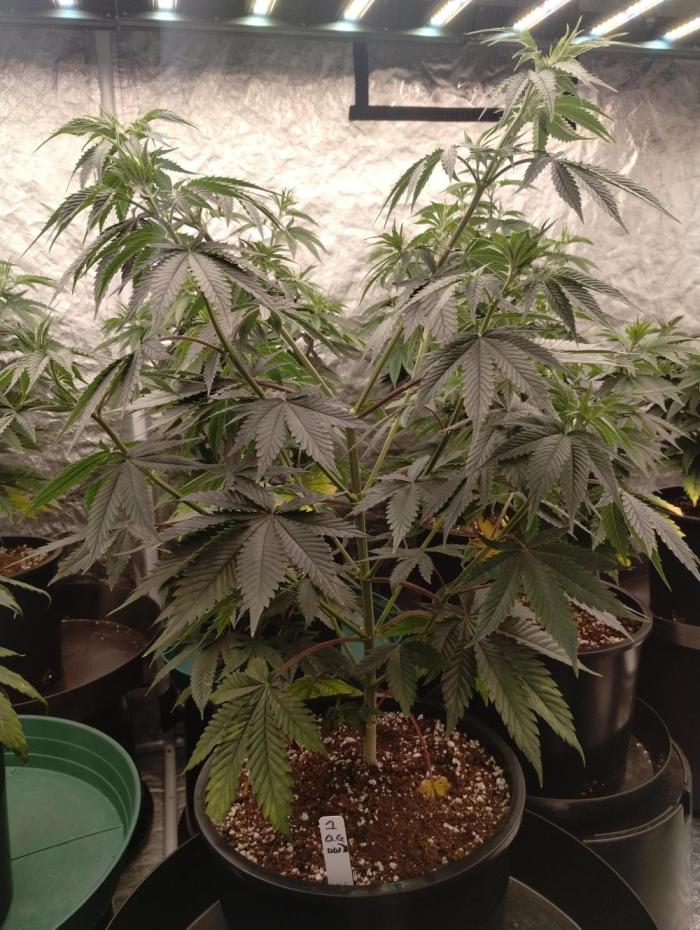 OGDLUX BX3 (Plant no.1). Week 7 - Steady growth 