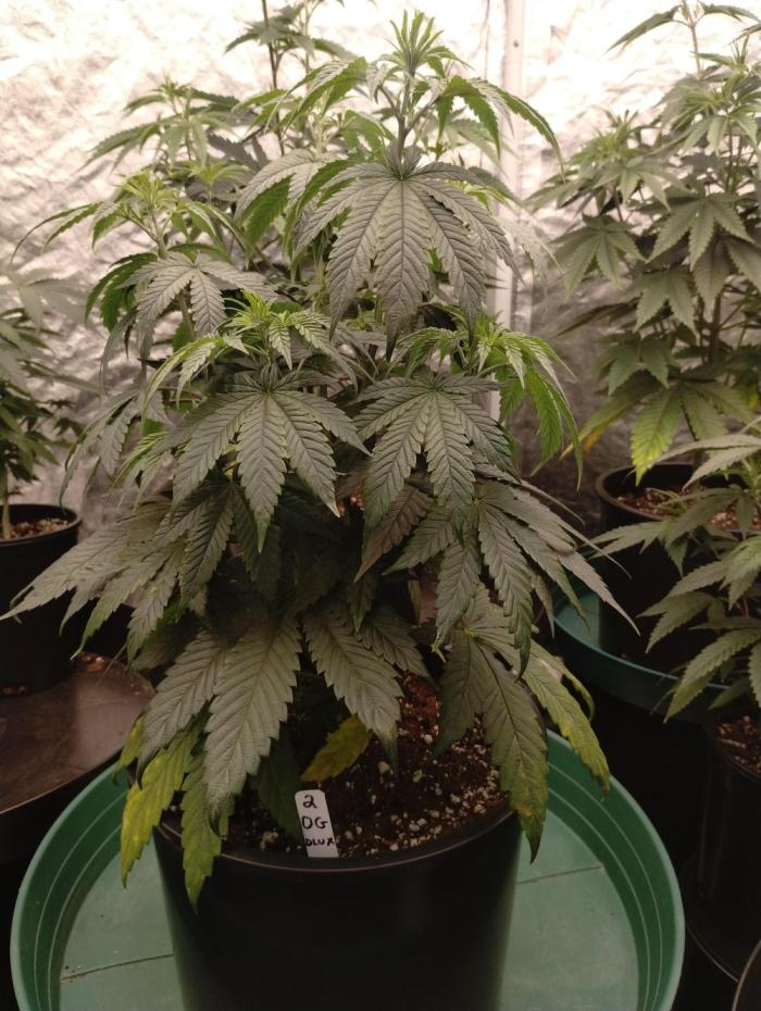 OGDLUX BX3 (Plant no.2). Week 7 - No issues 