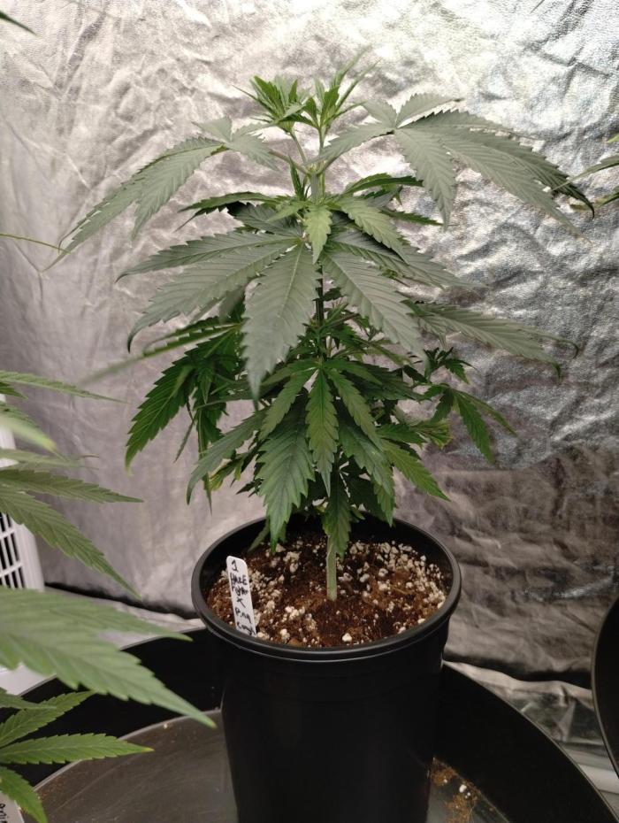 Haze fighter x Pineapple Cough F1 (no.1). Week 5 - Plant is female,