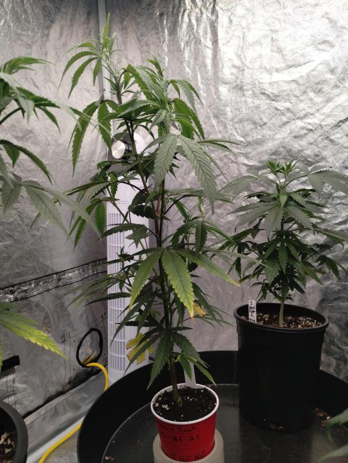 Athena 10k Solo Cup Challenge (clone). Week 5 - Steady growth 