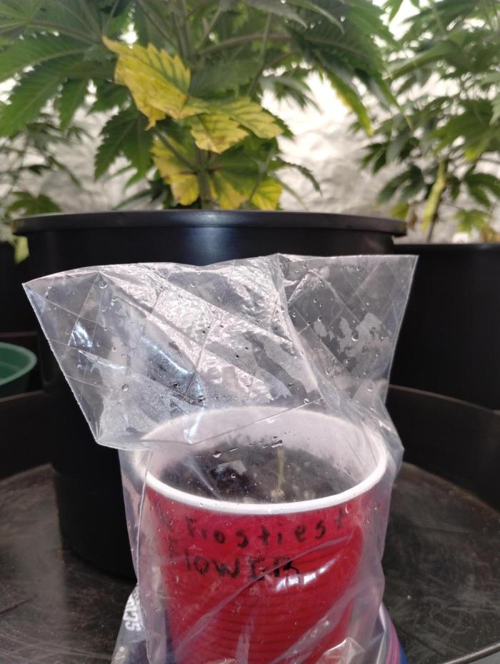 Discord group Grow off. Week 1 - Slow growth