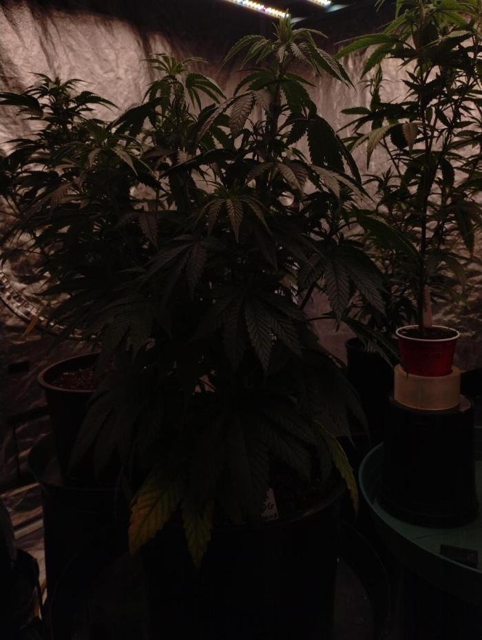 OGDLUX BX3 (Plant no.2). Week 8 - Steady growth 