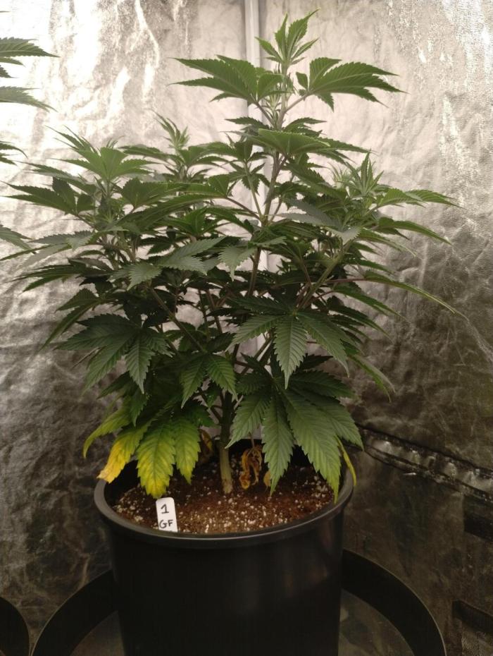Godfather OG (Plant no.1). Week 8 - No issues 
