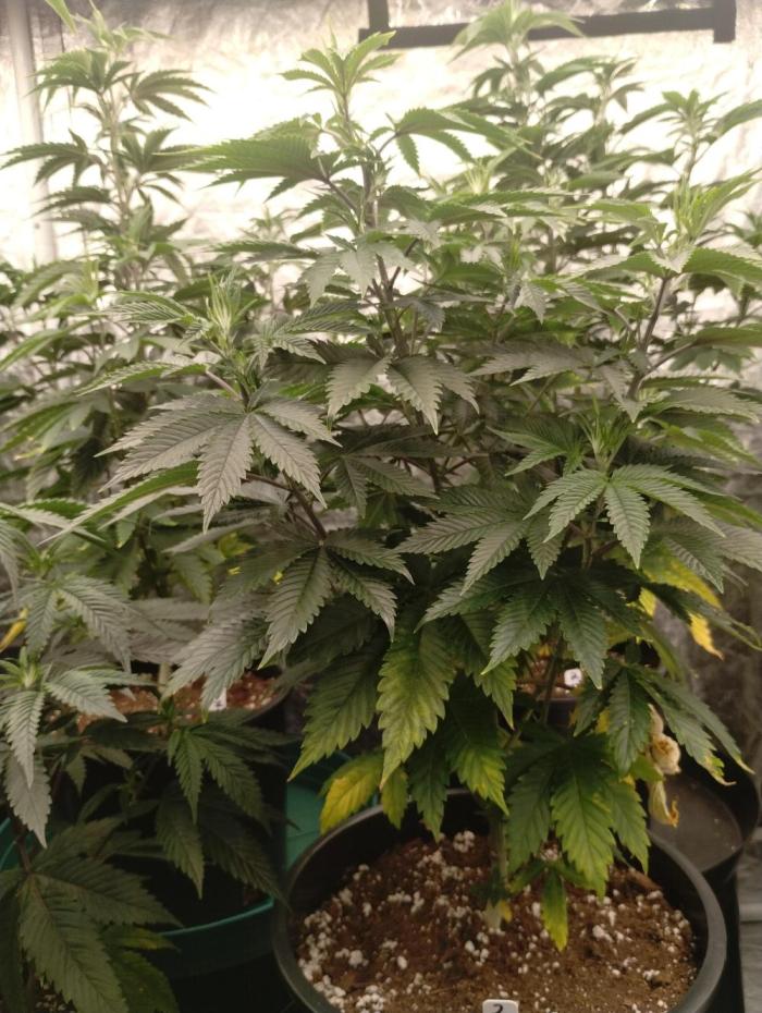 Godfather OG (Plant no.2) - Fem photo. Week 8 - Late veg