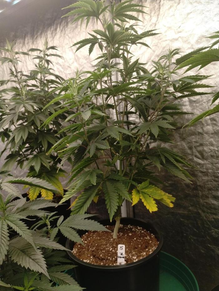 Z-dawg (plant no.5). Week 8 - Steady growth 