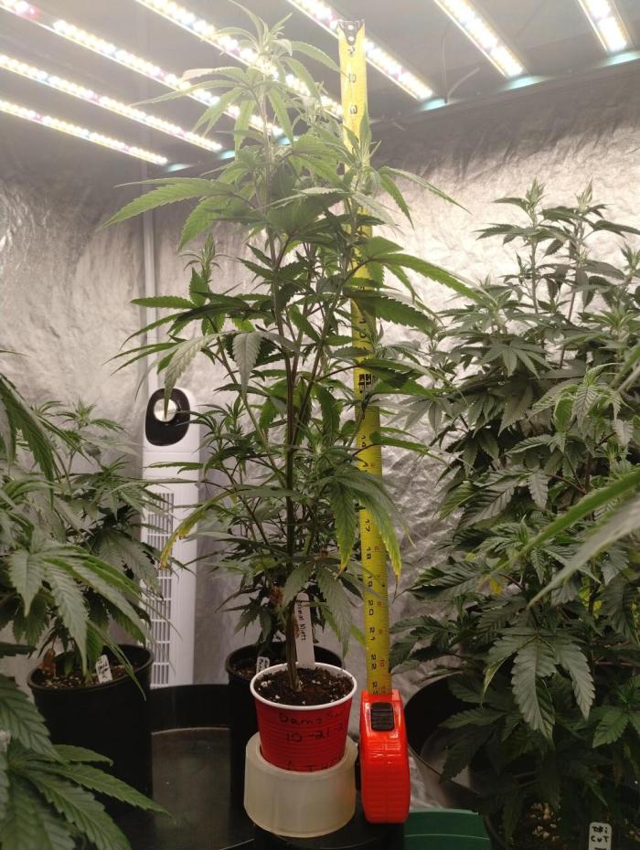 Athena 10k Solo Cup Challenge (clone). Week 6 - Steady growth But the other contestants have began using AI interface to- NVM.