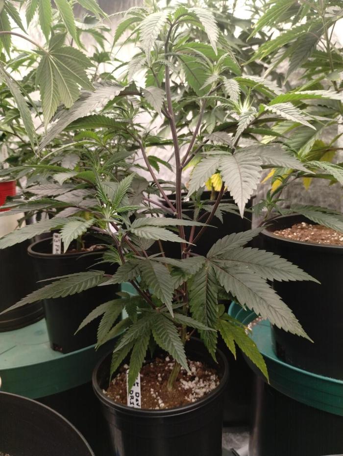 Tiki cut becomes mother plant. Week 4 - Steady growth