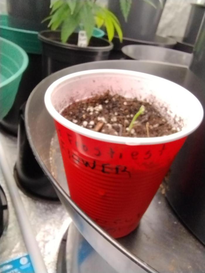 Discord group Grow off. Week 2 - Yeaaa, I don't wanna talk bout it. Lmao