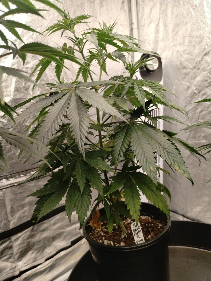 Haze fighter x Pineapple Cough F1 (no.1). Week 6 - Steady growth during veg