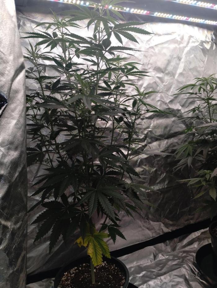 SHUG (Plant no. 2). Week 8 - Steady growth 