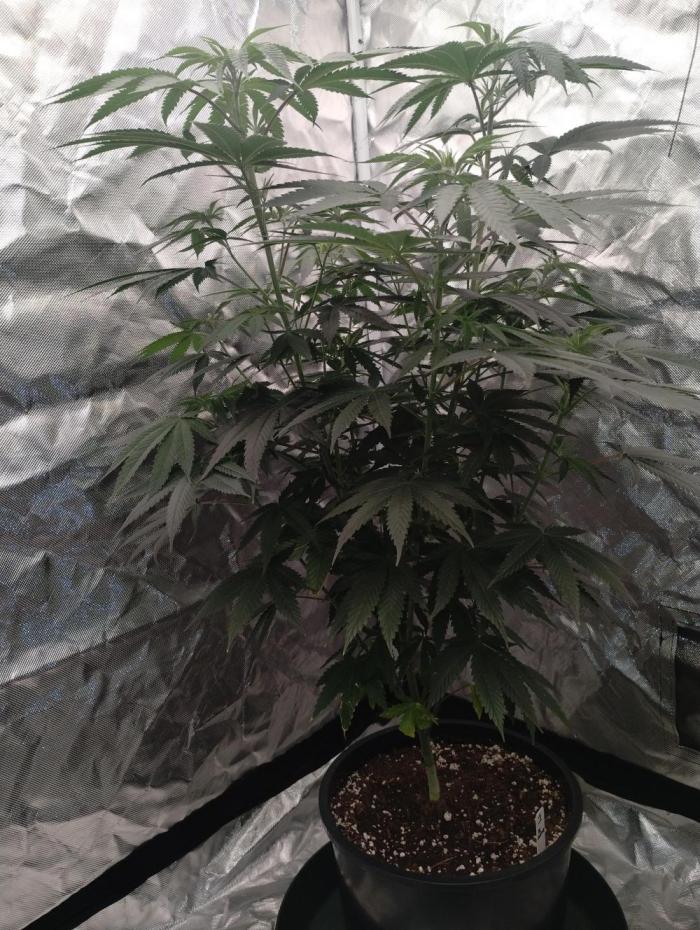 Z-Dawg  (plant no.1). Week 8