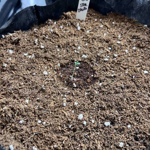 42. FastBud. Week 1 - StarDawg #2; 10/15/23