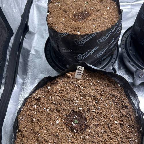 42. FastBud. Week 1 - StarDawg; 10/15/23