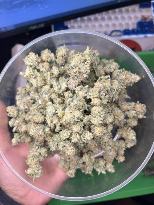 91 Octane - Exotic Genetix. Week 20 - 11/4 #2