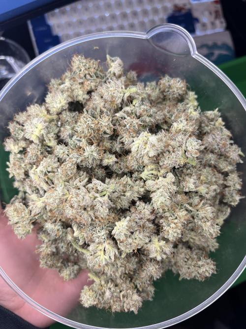 Salty Pickle F1 - Romulan Genetics. Week 20 - 11/4 #2