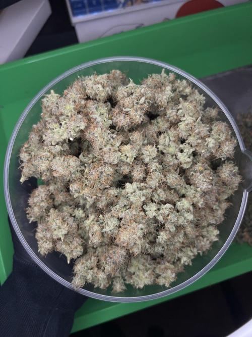 Salty Pickle F1 - Romulan Genetics. Week 20 - 11/5: #1