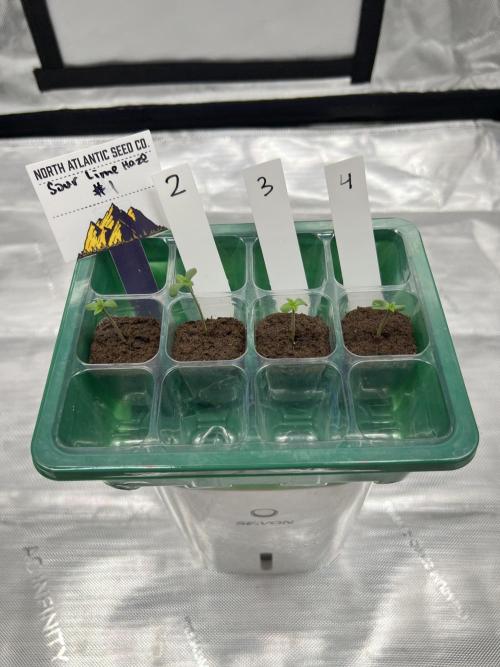 Sour Lime Haze - Dirty Bird Genetics. Week 0 - 11/9