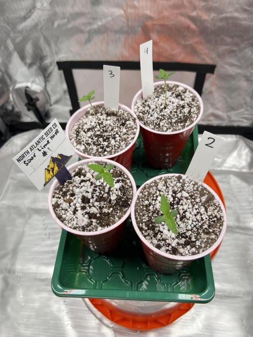 Sour Lime Haze - Dirty Bird Genetics. Week 1 - 11/11