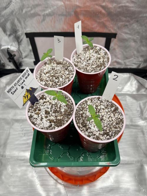 Sour Lime Haze - Dirty Bird Genetics. Week 1 - 11/13