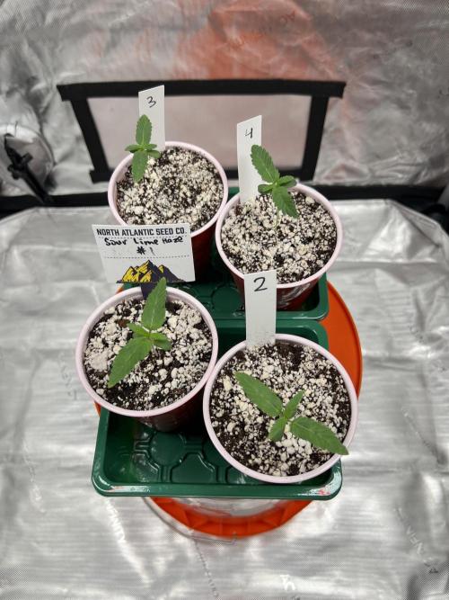 Sour Lime Haze - Dirty Bird Genetics. Week 1 - 11/15