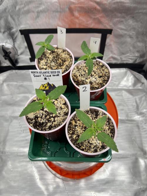 Sour Lime Haze - Dirty Bird Genetics. Week 1 - 11/17